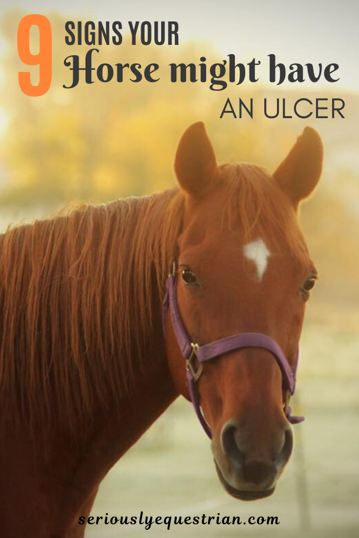 9 Signs That Your Horse Might Have An Ulcer