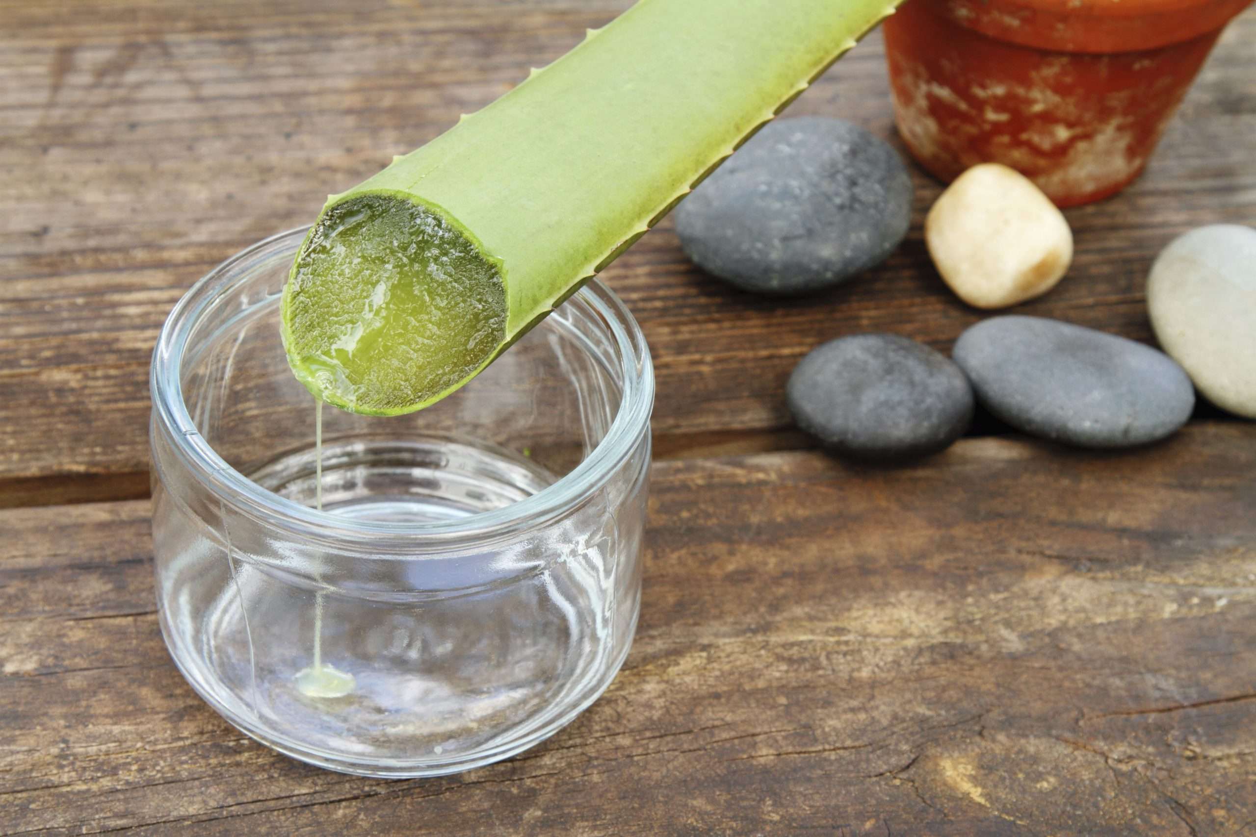 Aloe Vera As a Complementary Treatment for IBD