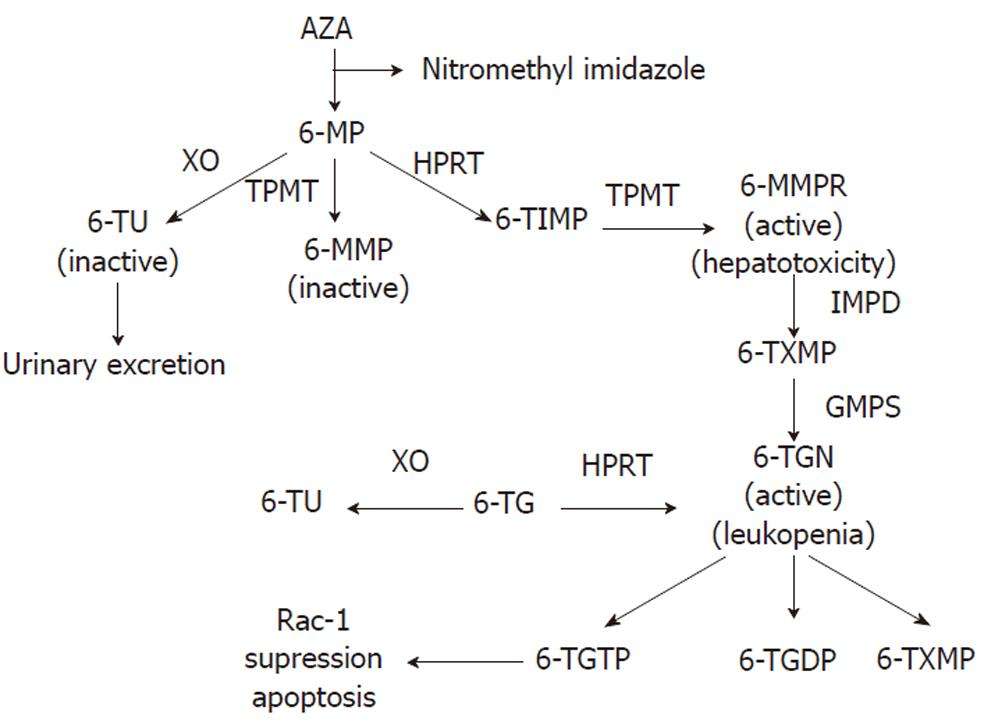Azathioprine Mechanism Of Action Ibd