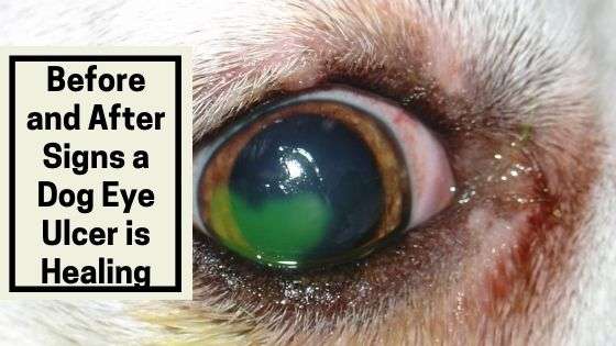 Before and After Signs a Dog Eye Ulcer is Healing