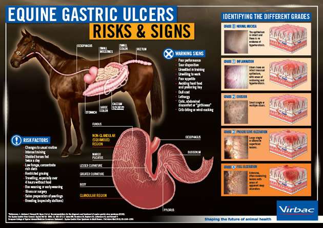 Does Your Horse Have Ulcers?