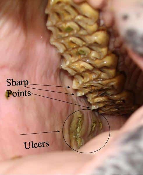 Equine Dental Care: Ulcers And Sharp Points