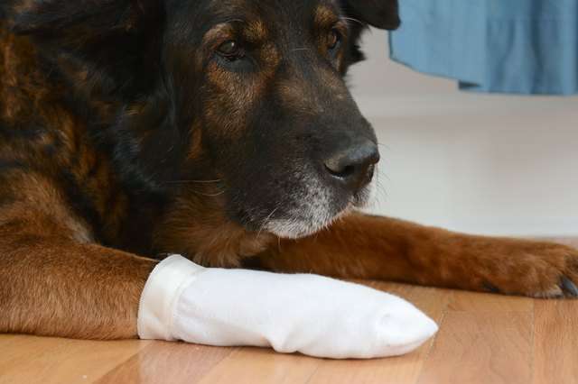 Home Remedy for Open Sores on Dogs