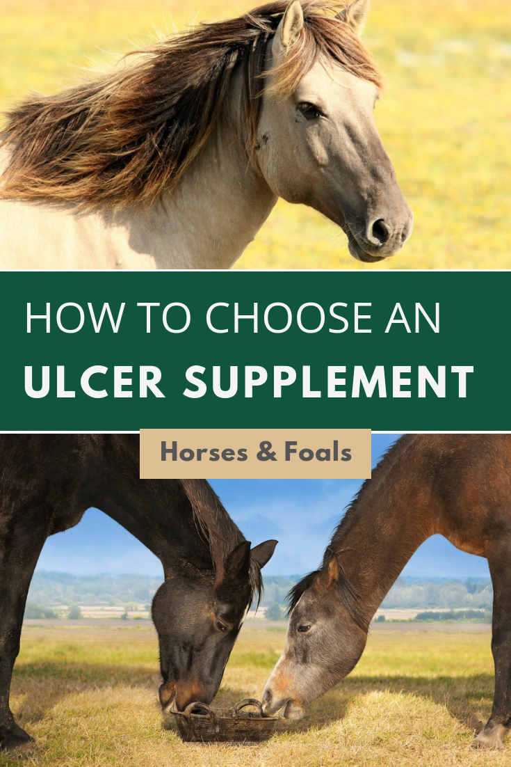 How To Choose The Best Ulcer Supplement For Horses ...