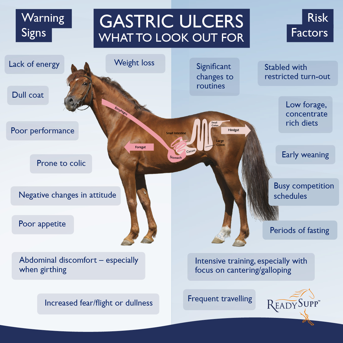 How to Keep Your Horses Stomach Healthy and Ulcer