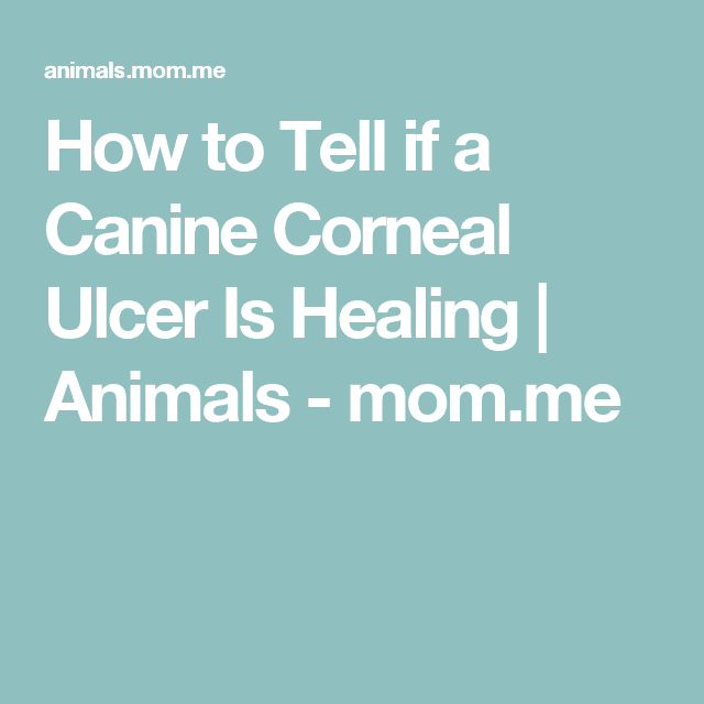 How to Tell if a Canine Corneal Ulcer Is Healing