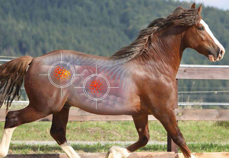 Top 5 Best Horse Ulcer Supplements Reviews (2020)
