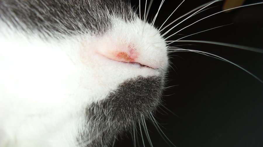 What Rodent Ulcer is in Cats and How It