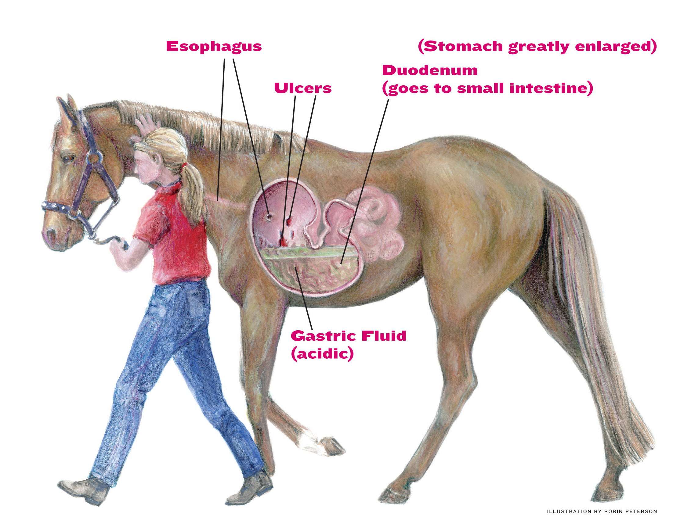 Your Horse Has Ulcers... How To Start Healing Them Right ...